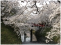 桜と下乗橋