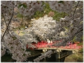 桜と鷹丘橋